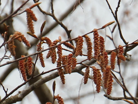 Carpinus laxiflora