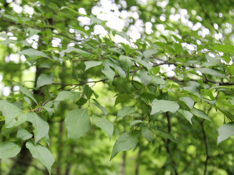 Carpinus laxiflora