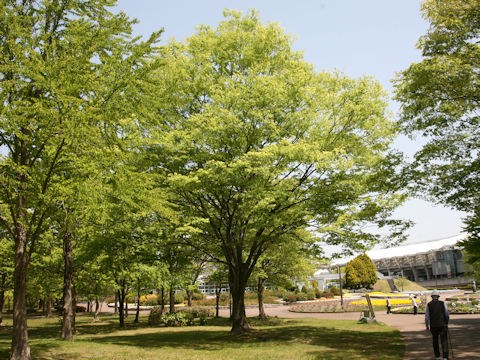 Carpinus laxiflora