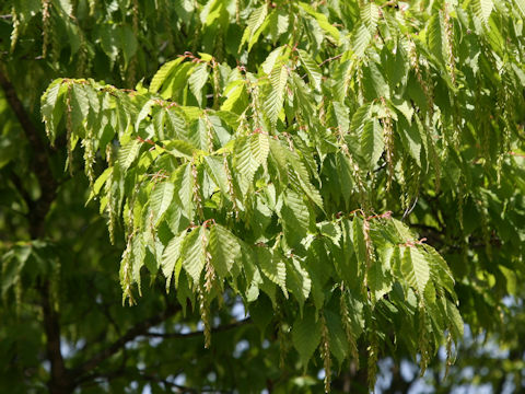 Carpinus laxiflora