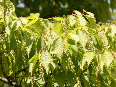 Carpinus laxiflora