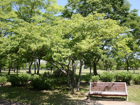 Carpinus laxiflora