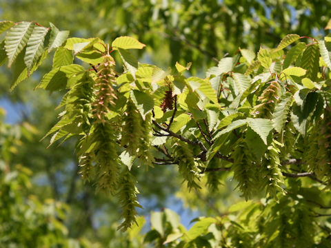 Carpinus laxiflora