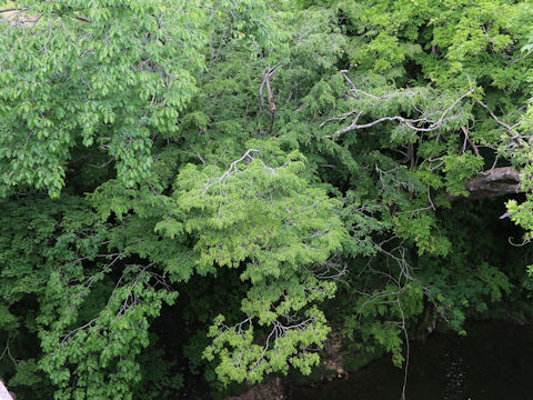 Carpinus laxiflora
