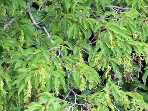 Carpinus laxiflora