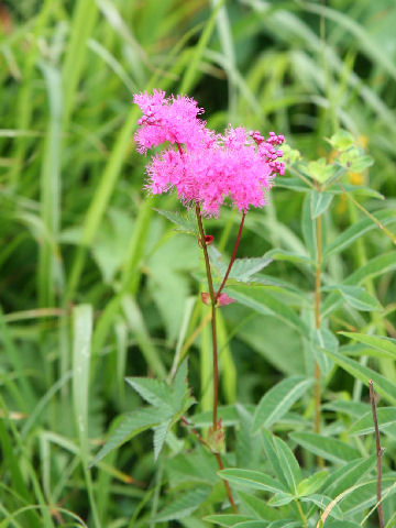 Filipendula multijuga var. ciliata