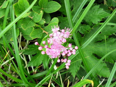 Filipendula multijuga var. ciliata