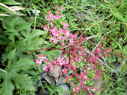 Filipendula multijuga var. ciliata