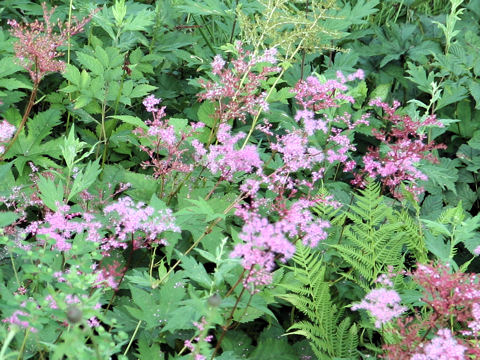 Filipendula multijuga var. ciliata