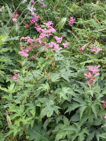 Filipendula multijuga var. ciliata