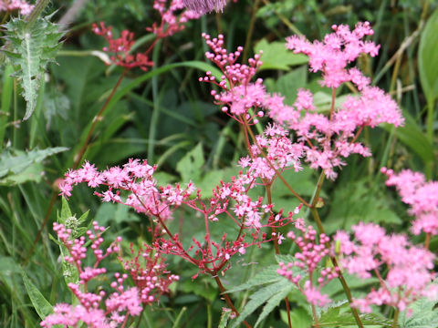 Filipendula multijuga var. ciliata