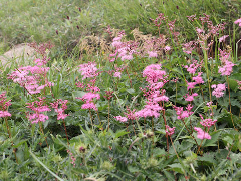 Filipendula multijuga var. ciliata