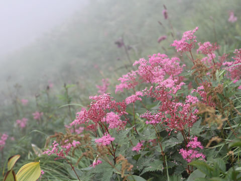 Filipendula multijuga var. ciliata