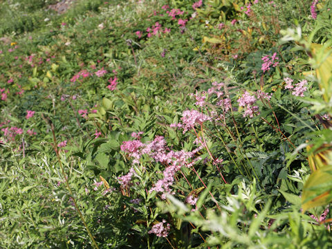 Filipendula multijuga var. ciliata