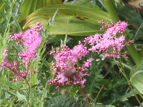 Filipendula multijuga var. ciliata