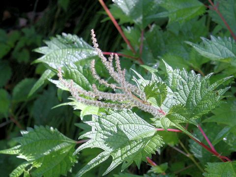 Boehmeria tricuspis