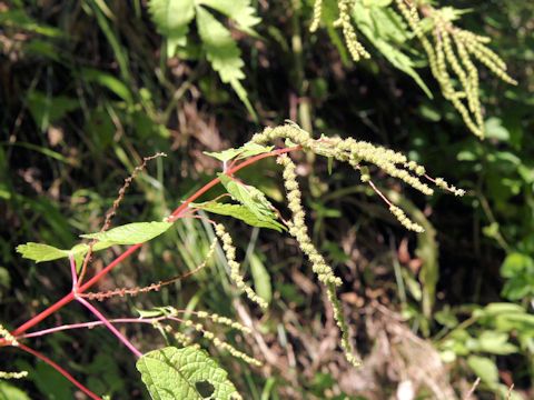 Boehmeria tricuspis