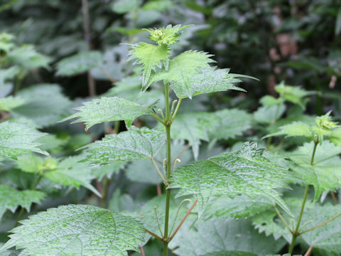 Boehmeria tricuspis