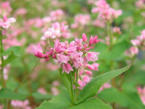 Fagopyrum esculentum cv. Takane Ruby 2011