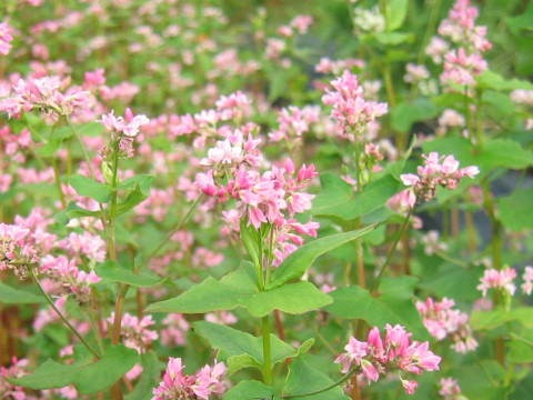 Fagopyrum esculentum cv. Takane Ruby 2011