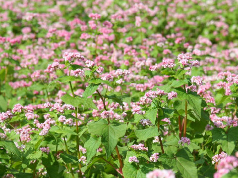 Fagopyrum esculentum cv. Takane Ruby 2011