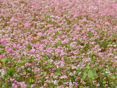 Fagopyrum esculentum cv. Takane Ruby 2011