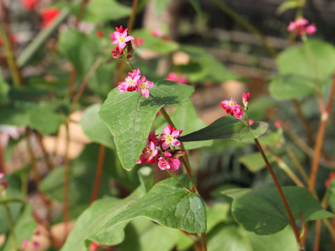 Fagopyrum esculentum cv. Takane Ruby Neo