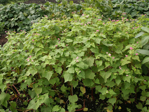 Fagopyrum esculentum cv. Takane Ruby 2011