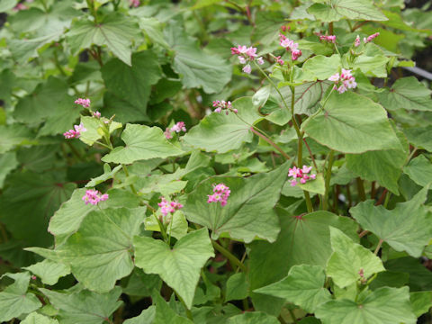Fagopyrum esculentum cv. Takane Ruby 2011