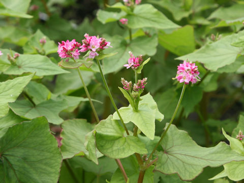 Fagopyrum esculentum cv. Takane Ruby 2011