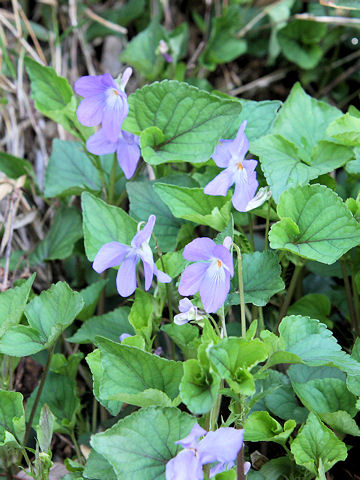 Viola grypoceras f. variegata