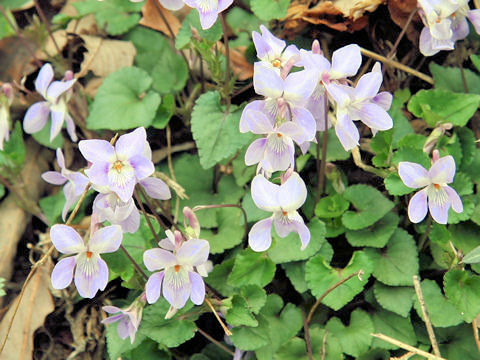 Viola grypoceras f. variegata