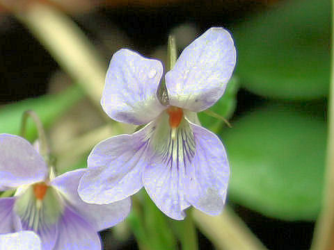 Viola grypoceras f. variegata