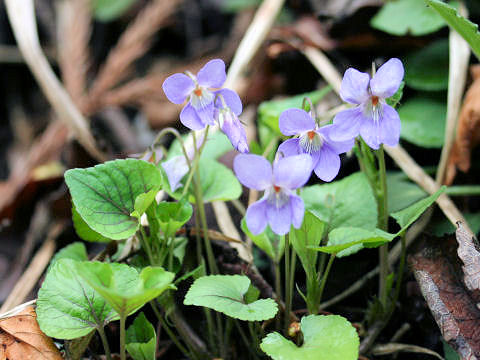 Viola grypoceras f. variegata