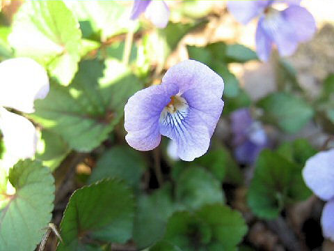 Viola grypoceras f. variegata