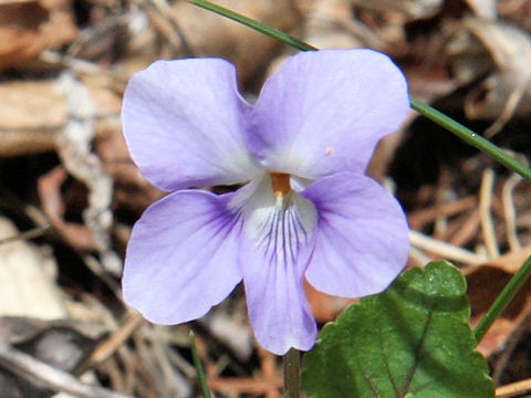 Viola grypoceras f. variegata