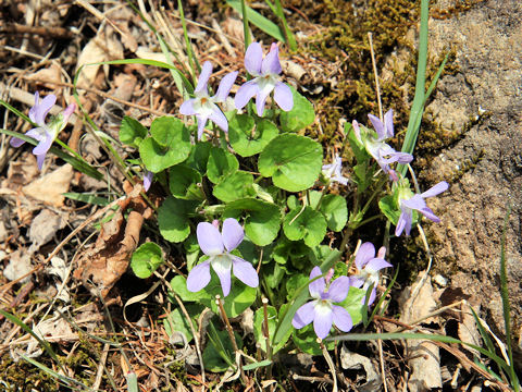 Viola grypoceras f. variegata