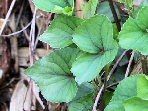 Viola grypoceras f. variegata