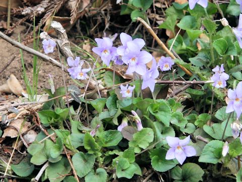 Viola grypoceras f. variegata