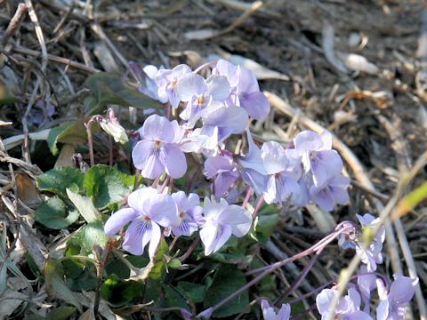 Viola grypoceras f. variegata