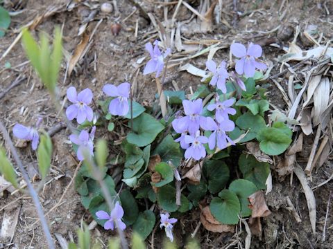 Viola grypoceras f. variegata