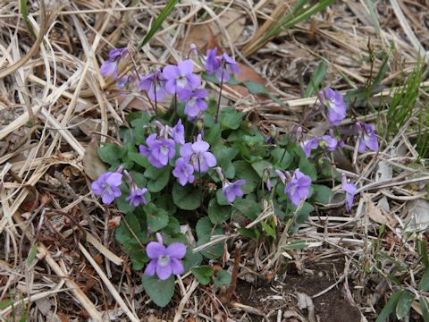 Viola grypoceras f. variegata