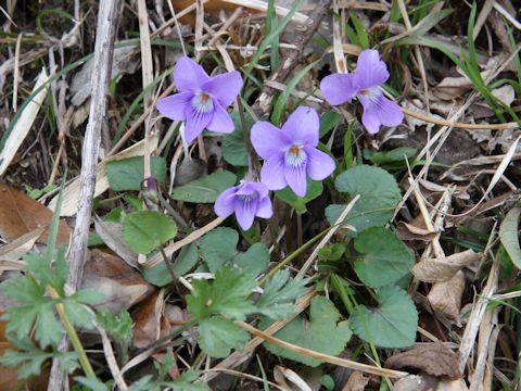 Viola grypoceras f. variegata