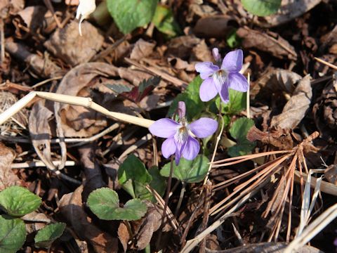 Viola grypoceras f. variegata