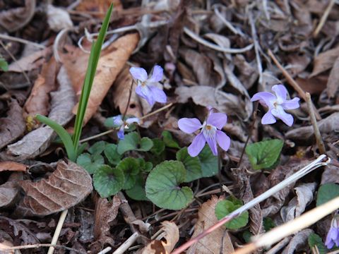 Viola grypoceras f. variegata