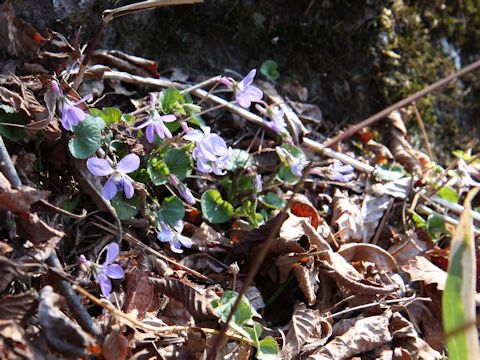 Viola grypoceras f. variegata