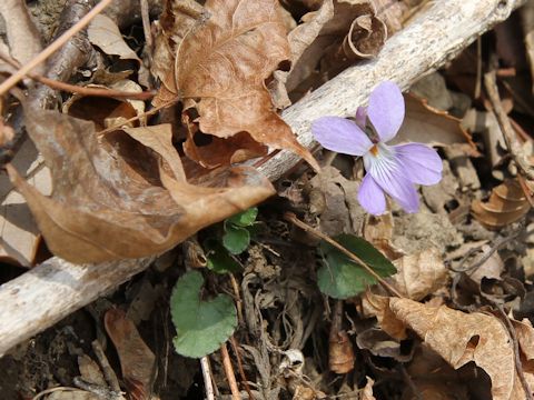 Viola grypoceras f. variegata