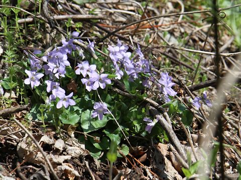 Viola grypoceras f. variegata