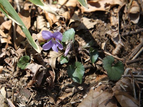 Viola grypoceras f. variegata