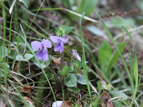 Viola grypoceras f. variegata